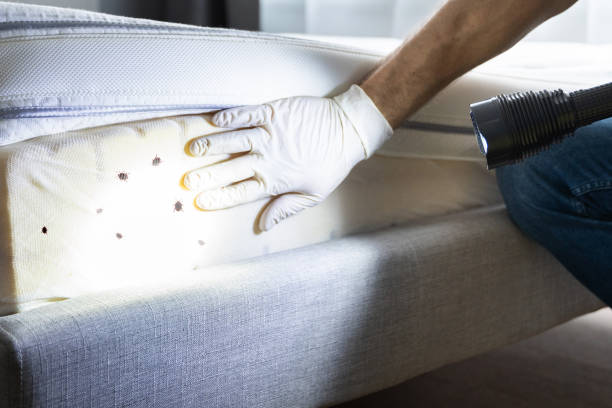 Best Cockroach Control Services  in Brusly, LA