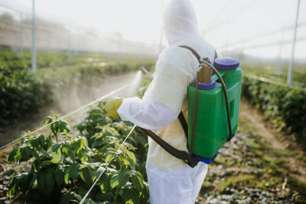 Best Local Pest Control Services  in Brusly, LA